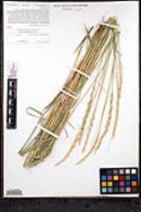 Elymus triticoides image