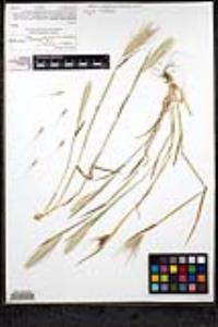 Hordeum murinum subsp. glaucum image