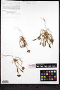 Claytonia parviflora subsp. parviflora image