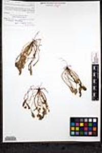 Claytonia perfoliata subsp. mexicana image