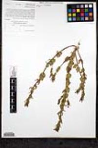 Camissoniopsis hirtella image