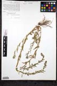 Epilobium densiflorum image