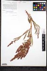 Rumex californicus image