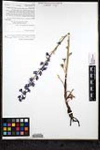 Delphinium hesperium subsp. cuyamacae image