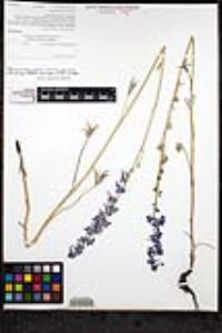 Delphinium hesperium subsp. cuyamacae image