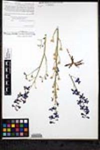 Delphinium parishii image