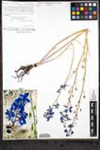 Delphinium parishii image