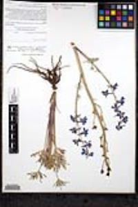 Delphinium parishii image