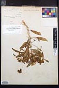 Eremothera boothii var. condensata image