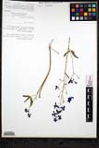 Delphinium patens subsp. hepaticoideum image