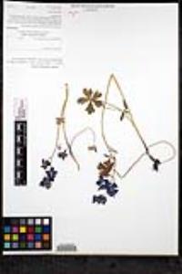 Delphinium patens subsp. montanum image