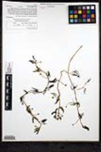 Ranunculus aquatilis var. aquatilis image