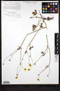 Ranunculus californicus image