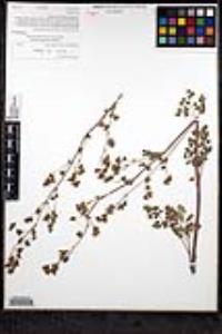 Thalictrum fendleri var. fendleri image