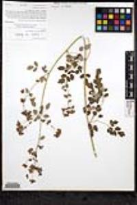 Thalictrum fendleri image