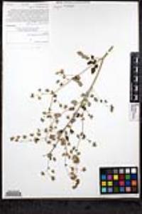 Thalictrum fendleri image