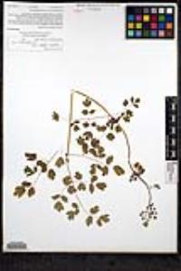 Thalictrum polycarpum image