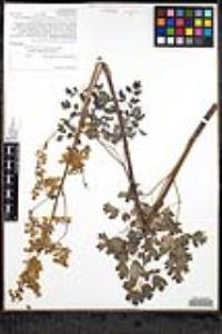 Thalictrum polycarpum image