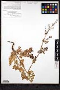 Thalictrum polycarpum image