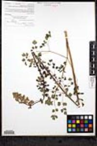 Thalictrum polycarpum image