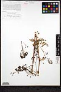 Thalictrum polycarpum image