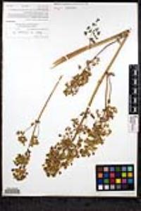 Thalictrum polycarpum image