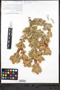 Pinus longaeva image