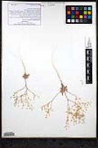 Aliciella leptomeria image