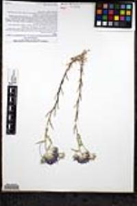 Eriastrum densifolium subsp. austromontanum image