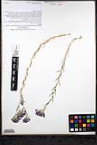 Eriastrum densifolium subsp. austromontanum image