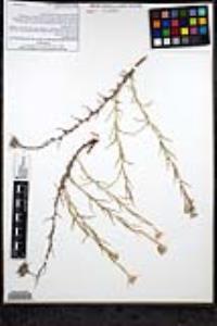 Eriastrum densifolium subsp. austromontanum image