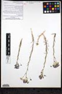 Eriastrum densifolium subsp. austromontanum image