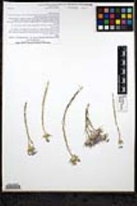 Eriastrum densifolium subsp. austromontanum image