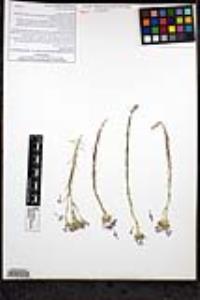 Eriastrum densifolium subsp. austromontanum image