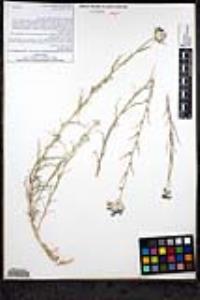 Eriastrum densifolium subsp. austromontanum image