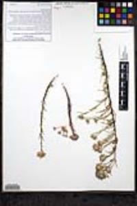 Eriastrum densifolium subsp. densifolium image