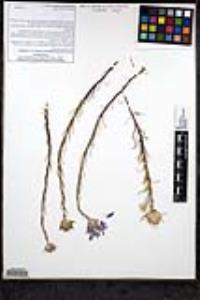 Eriastrum densifolium subsp. densifolium image