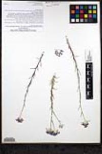 Eriastrum densifolium subsp. elongatum image