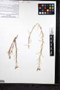Eriastrum densifolium subsp. elongatum image