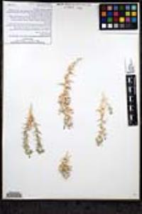 Eriastrum densifolium subsp. mohavense image