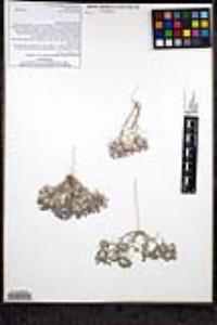 Eriastrum eremicum subsp. eremicum image