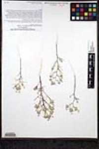Eriastrum eremicum subsp. eremicum image