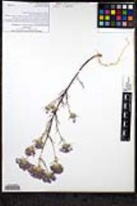 Eriastrum pluriflorum subsp. pluriflorum image