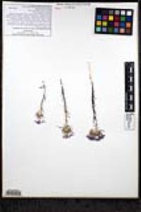 Eriastrum pluriflorum subsp. pluriflorum image