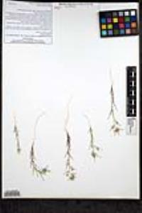 Eriastrum pluriflorum image