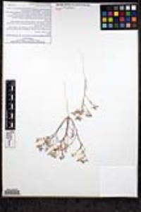 Eriastrum sapphirinum subsp. brevibracteatum image