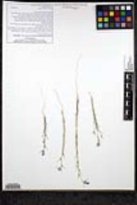 Eriastrum sapphirinum subsp. sapphirinum image