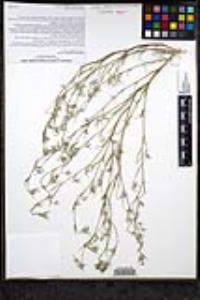 Eriastrum signatum image