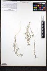 Eriastrum signatum image