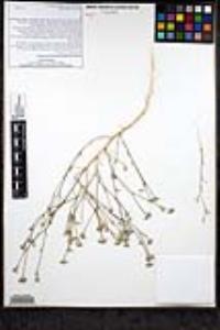 Eriastrum sparsiflorum image